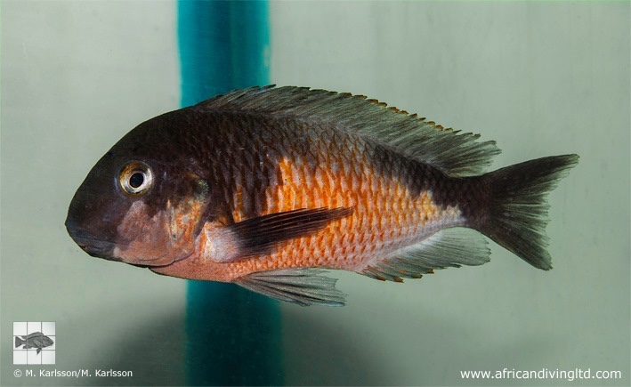 Tropheus sp. 'kirschfleck' x Tropheus sp. 'limespot' from Lyamembe